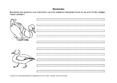 Arbeitsblatt-Stockente-2.pdf